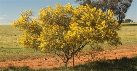 Hakea Wattle Wagga Flora