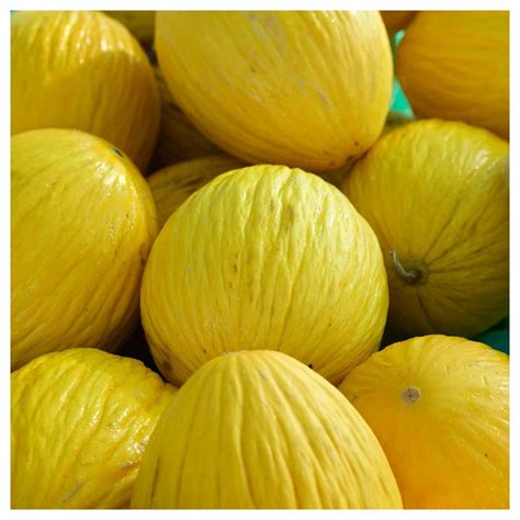 Everwilde Farms Lb Golden Beauty Casaba Melon Seeds Gold Vault