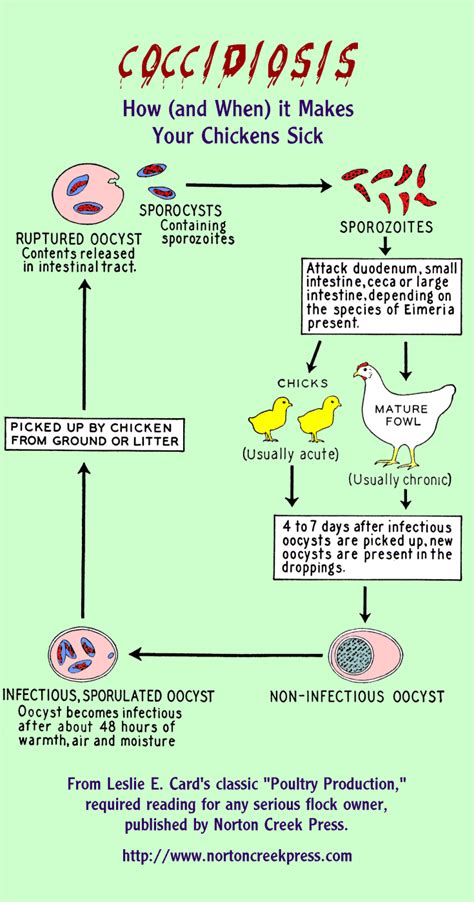 How Coccidiosis Makes Your Chickens Sick Infographic Robert Plamondons Rural Life