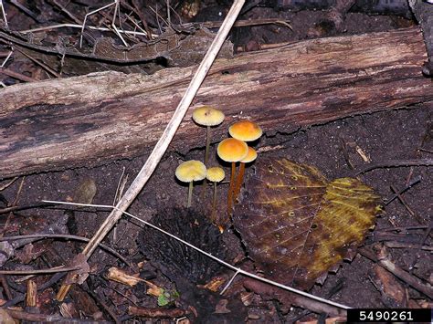 Mycena Mushroom Mycena Luteopallens