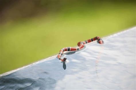 Coral Snake vs King Snake: 9 Key Differences Explained! - Embora Pets