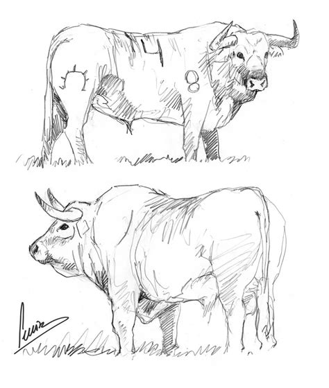 Dibujos De Toros Bravos Para Colorear Imagui