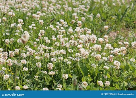 Flores De Trébol Blanco Trifolium Repens Planta En Pradera Verde Foto