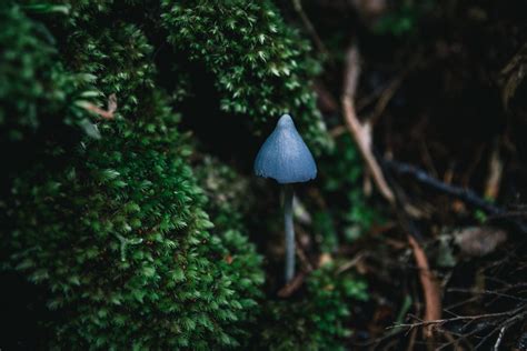 New Zealand's blue mushroom the world is obsessed with - Young Adventuress