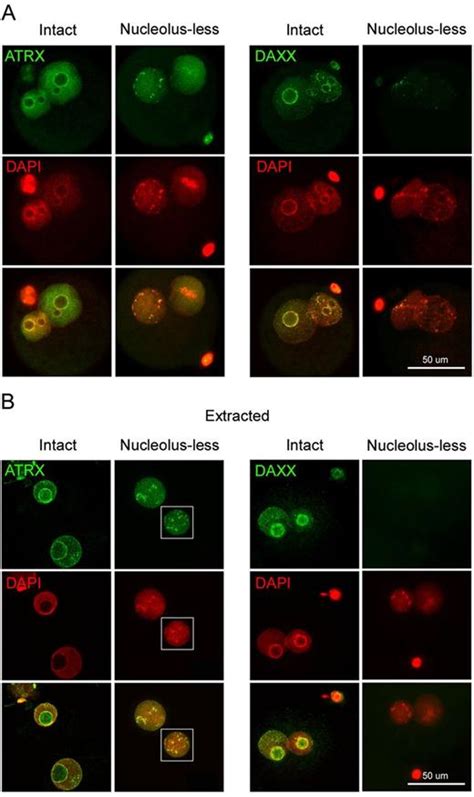 The Maternal Nucleolus Plays A Key Role In Centromere Satellite