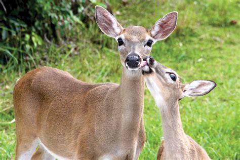 Key Deers by Roberta B. Turner - The Light Magazine