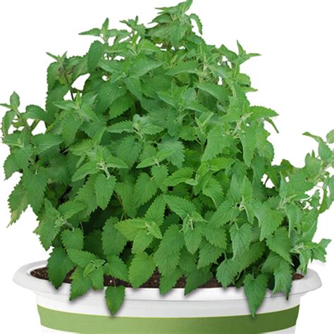 30 Mint Catnip Bush Seeds Welldales