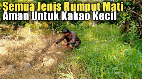 Ampuh Basmi Semua Jenis Rumput Review Hasil Penggunaan Herbisida Di