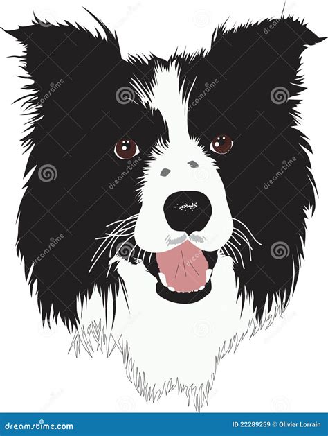 Border Collie Portrait. Head, Muzzle, Brown Dog. Vector Illustration