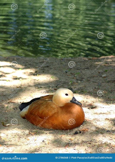 Duck Sitting On Shore Stock Photo Image Of Water Waterline