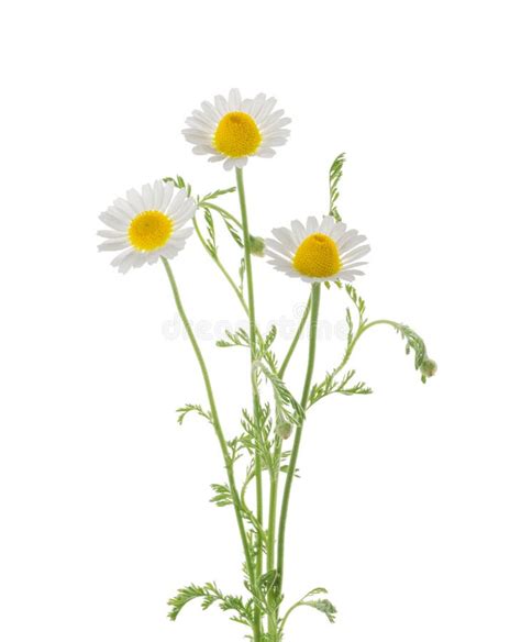 Chamomiles Daisy Flower Isolated On White Background Stock Image