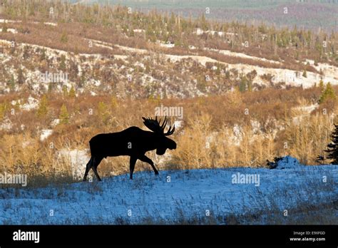 Alaskan Bull Moose Stock Photo Alamy