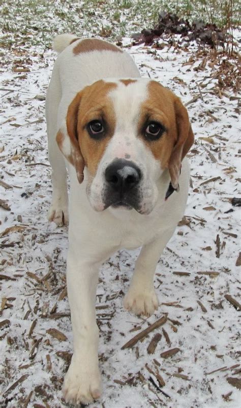 Bulldog Beagle Mix Puppies Ohio