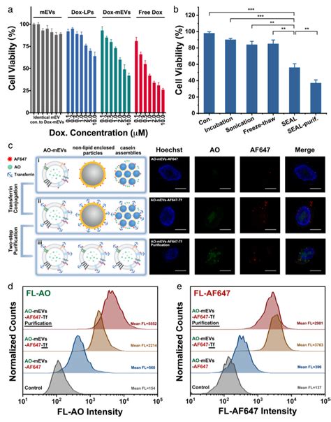 Active Cargo Loading Into Extracellular Vesicles Highlights The