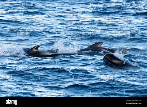 Australia Tasmania Near Macquire Island Pod Of Long Finned Pilot