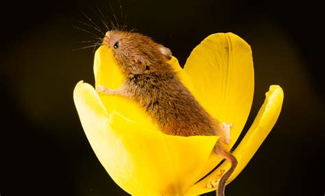 Field Mice Removal Aspen Wildlife Control In Ottawa And Gatineau