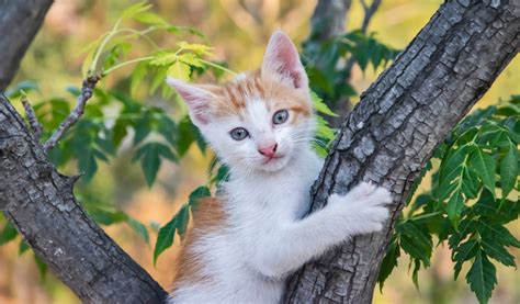 Comment éduquer un chaton Jardiland