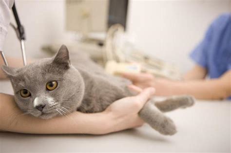 Pyometra in cats: symptoms and treatment - Pets-Wiki