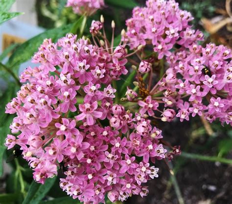 Photo Of The Bloom Of Swamp Milkweed Asclepias Incarnata Cinderella