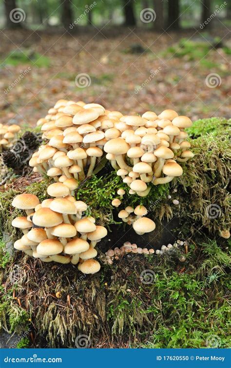 Sulfur Tuft Mushrooms Stock Photo Image Of White Sulfur