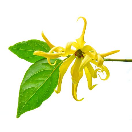 Hydrolat D Ylang Ylang Bienfaits Et Utilisations En Cosm Tique Et