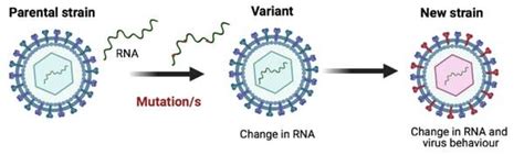 RACGP Whats The Difference Between Mutations Variants And Strains