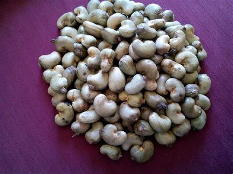 Benin Raw Cashew Nut At Rs 101 Kg Vidhyadhar Nagar Jaipur ID