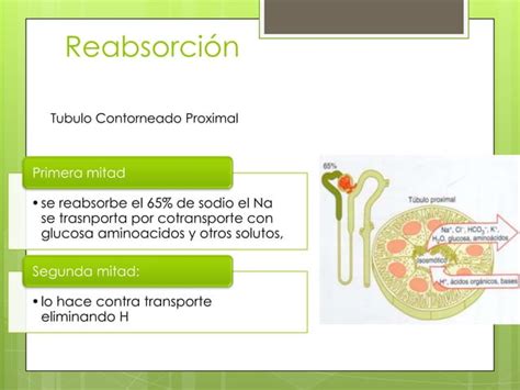 Fisiopatologia Trastornos Del Sodio Hiponatremia Hipernatremia Ppt