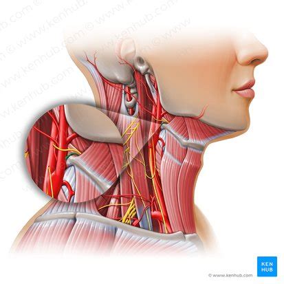 Lingual artery: Anatomy, branches, supply | Kenhub