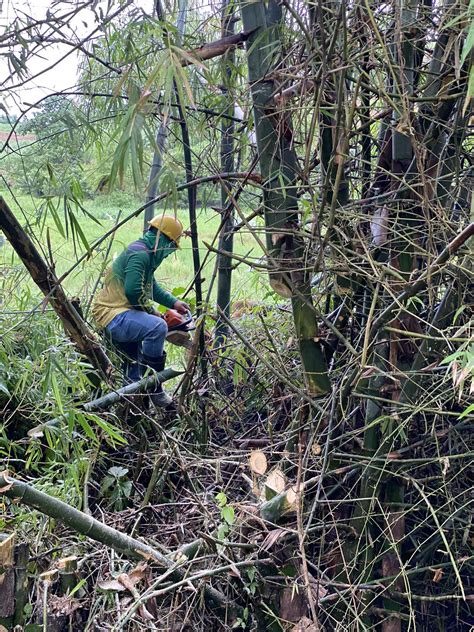 Look Ileco Iii Technical Team Conducted Clearing Of Lines In Brgy