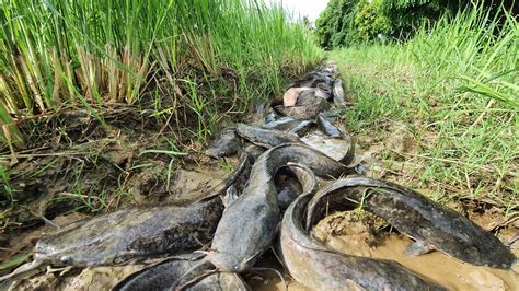 Wow Amazing Fishing A Fisherman A Lot Of Catch Catfish And Redfish