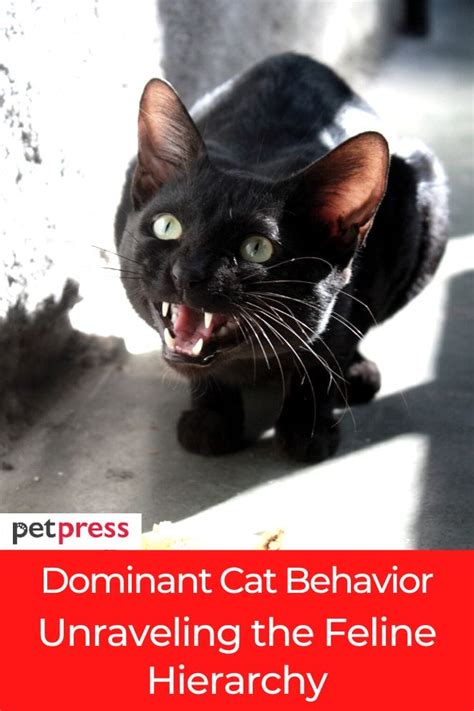 Dominant Cat Behavior Unraveling The Feline Hierarchy