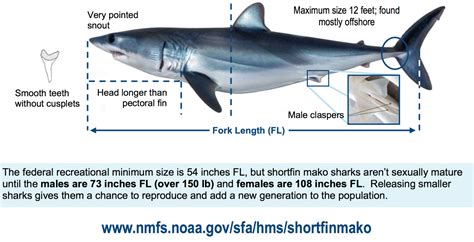 Shortfin Mako Shark Pier Fishing In California