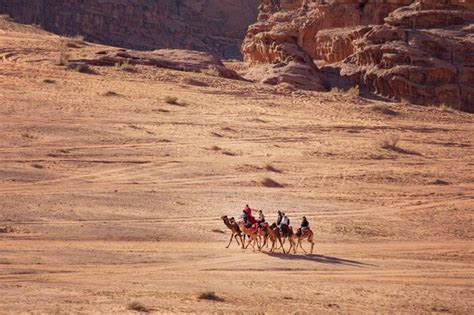 Caravana De Camellos Con Hombre Beduino En El Desierto De Wadi Rum