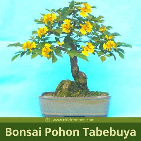 Cara Menanam Dan Merawat Bonsai Pohon Tabebuya Ciriciripohon