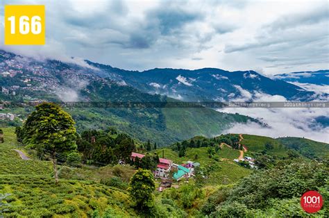 Happy Valley Tea Estate, Darjeeling