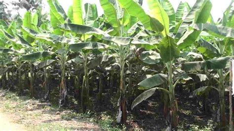 Banana Farming Business Idea शुरू करें केले की खेती मात्र 1 हेक्टेयर