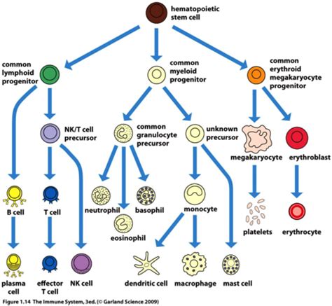 Chapter Cells Organs And Microenvironments Of The Immune System