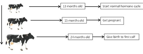 Basics Of Cattle Reproduction Vet In Training