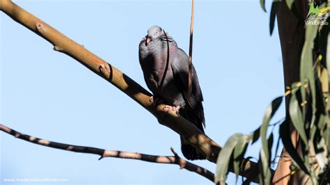 Madeira Birdwatching Full Day By Madeira Wind Birds