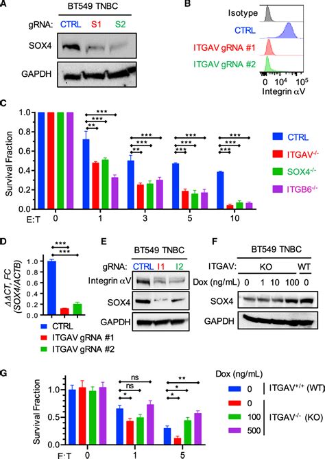 Figure 3 From Integrin Avb6tgfbsox4 Pathway Drives Immune Evasion In