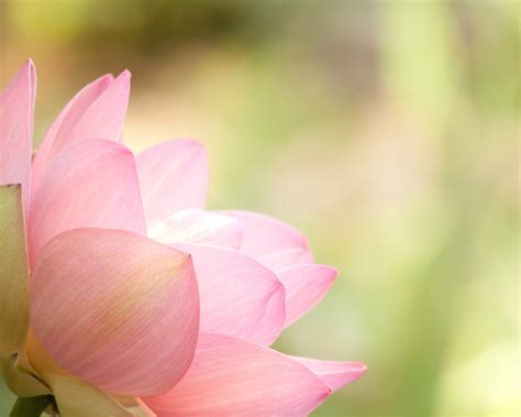 Angled Pink Lotus Wallpaper – Loch Ness Water Gardens