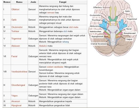 Sistem Saraf Kranial 12 Pasang Homecare24