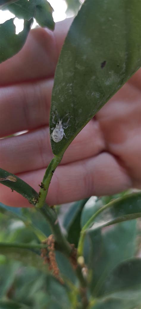 How do you deal with sri Lankan weevils? : r/FloridaGarden