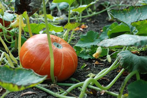 Pumpkin Growing Stages: What to Expect and What to Do