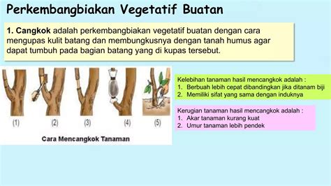 Perkembangbiakan Tumbuhan Secara Vegetatif Kelas 6 SD PPT