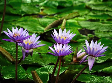 Free Images Nature Blossom Meadow Leaf Flower Purple Petal