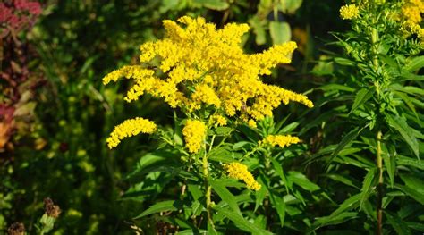 10 Beautiful Goldenrod Varieties for Your Garden