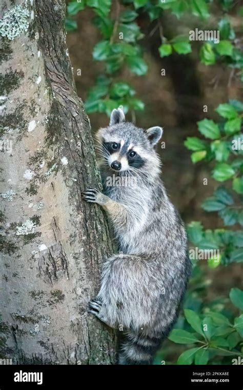 Raccoon In Tree Hi Res Stock Photography And Images Alamy