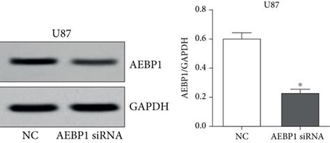 Validation Of Aebp Overexpression And Silencing In Gbm Cells